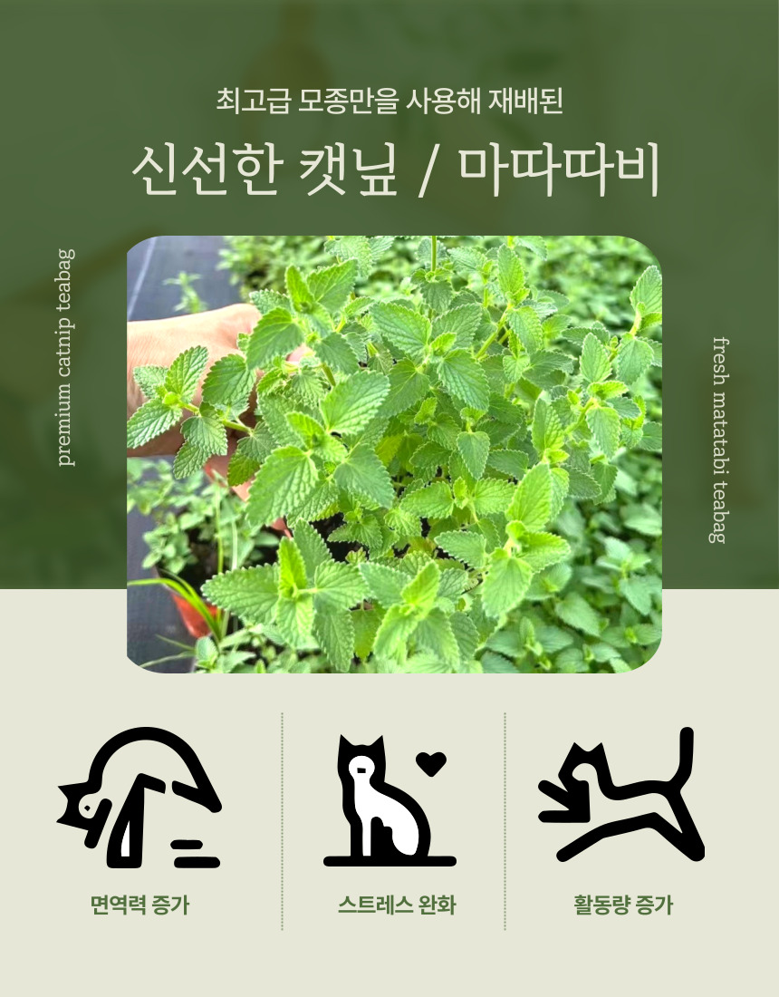 [NEW신상][무료배송] 펫타임즈 프리미엄 캣닢 마따따비 티백 4번째