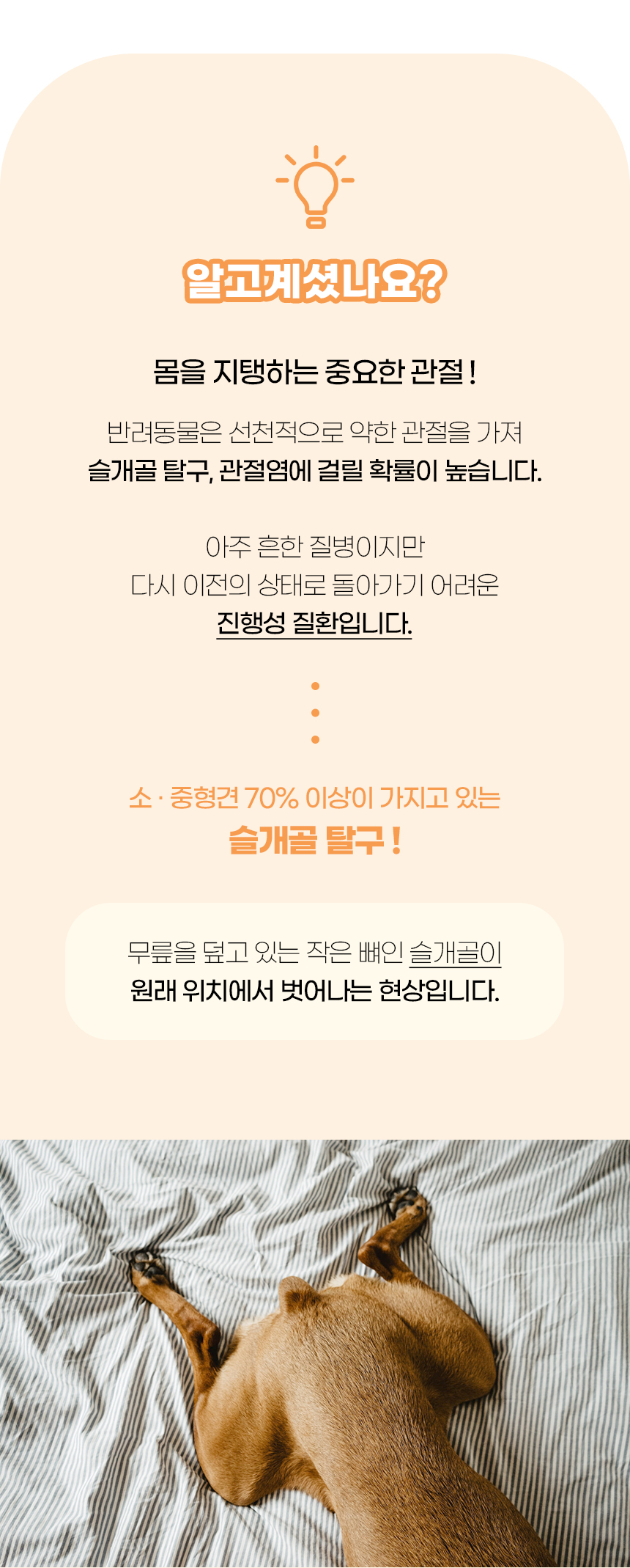 [NEW신상][무료배송] 개과천선 독 에이품 펫스텝 계단 2단 (오트 아이보리/그린) 2번째