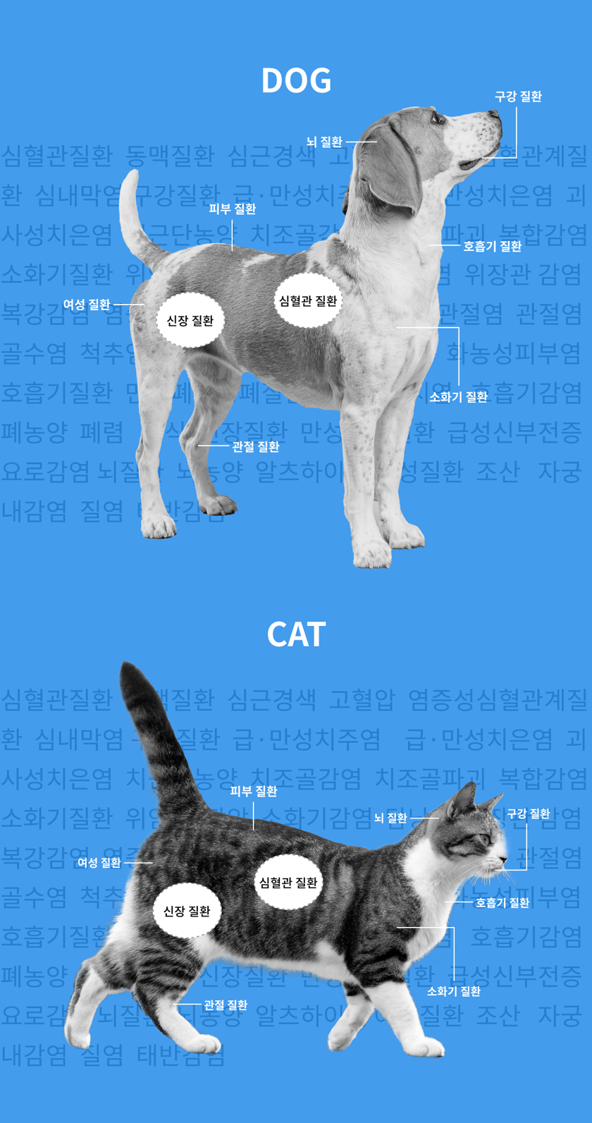 [무료배송] 피터스랩 캣 유전자분석 질병예측 PCR 구강검사 5번째