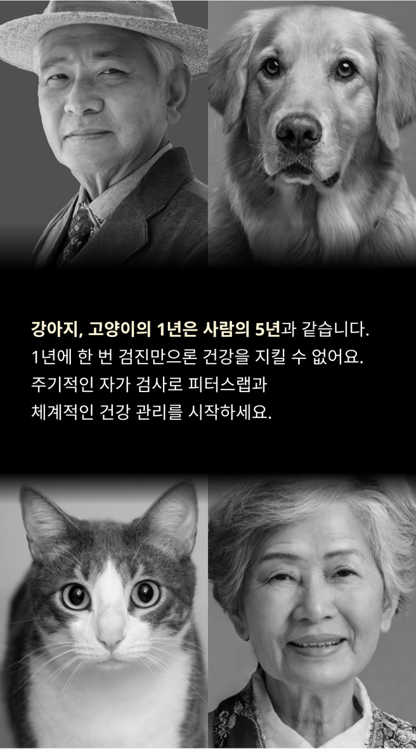 [무료배송] 피터스랩 캣 유전자분석 질병예측 PCR 구강검사 2번째