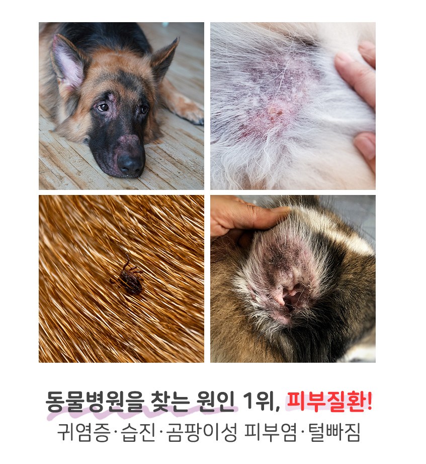 [무료배송] 댕이수랏간 침향 피부&피모 70g 11번째