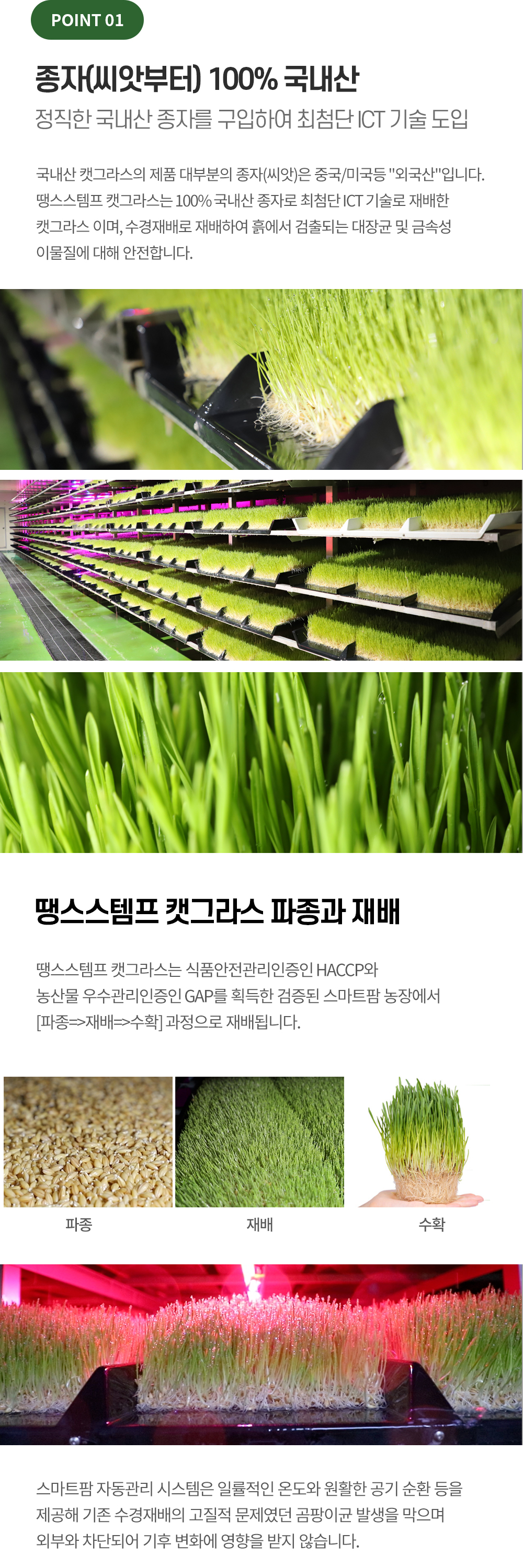 [무료배송] 땡스스탬프 완제품 수경재배 캣그라스 2번째