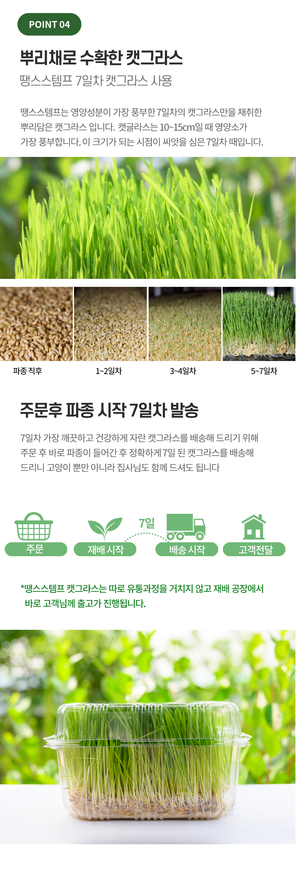 [무료배송] 땡스스탬프 완제품 수경재배 캣그라스 5번째