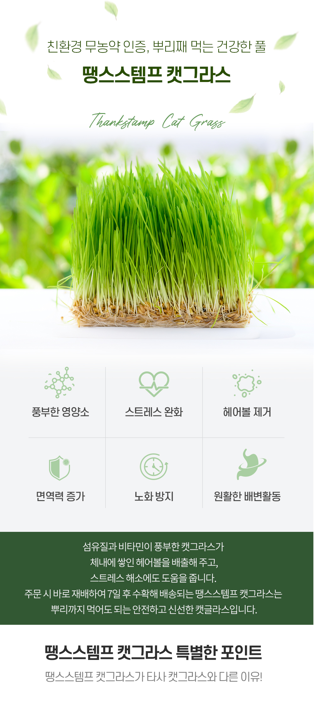 [무료배송] 땡스스탬프 완제품 수경재배 캣그라스 1번째