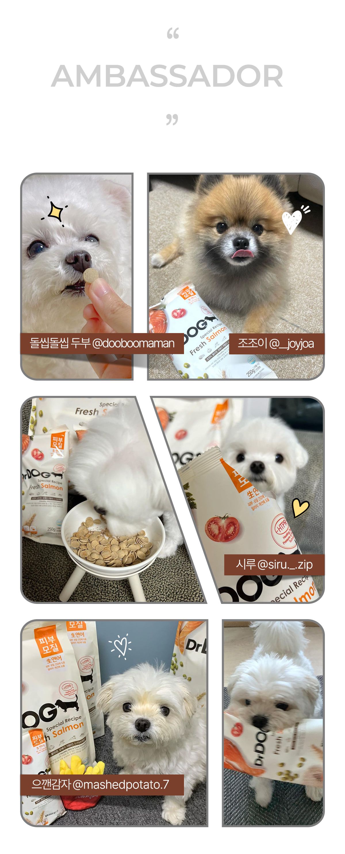 [사료샘플] 닥터독 매일영양 사료 250g 15번째