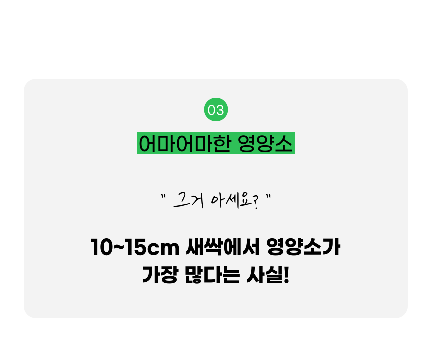 펫팀 캣그라스 고양이풀 보리/귀리/밀 30번째