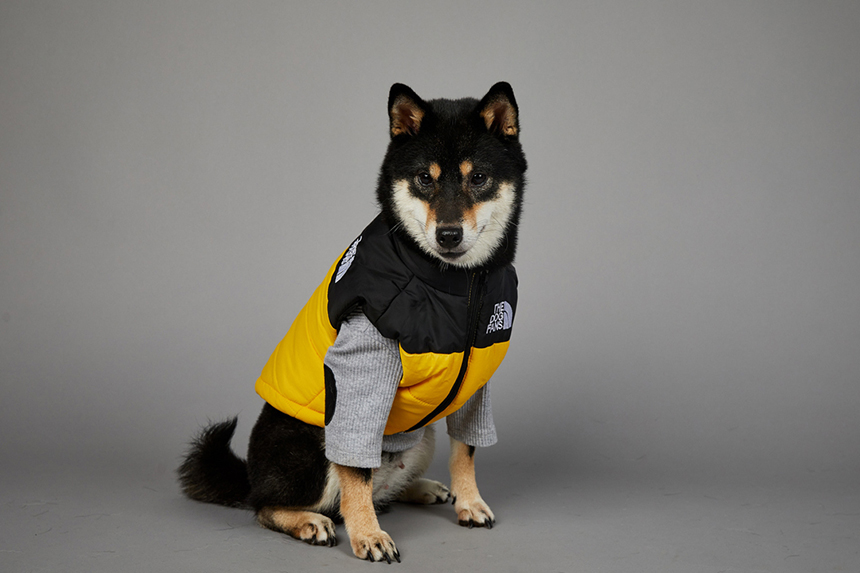 [신상특가] [무료배송] 모야펫 더도그팬즈 패딩조끼 (옐로/그린/블랙) S-5XL 15번째