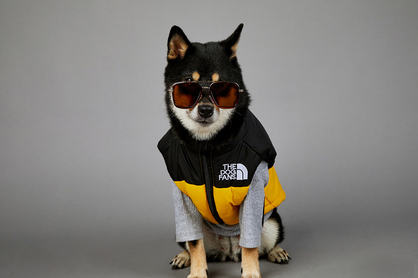 [신상특가] [무료배송] 모야펫 더도그팬즈 패딩조끼 (옐로/그린/블랙) S-5XL 20번째