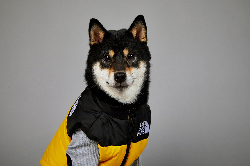 [신상특가] [무료배송] 모야펫 더도그팬즈 패딩조끼 (옐로/그린/블랙) S-5XL 17번째