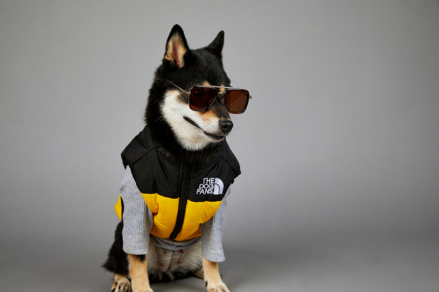 [신상특가] [무료배송] 모야펫 더도그팬즈 패딩조끼 (옐로/그린/블랙) S-5XL 21번째