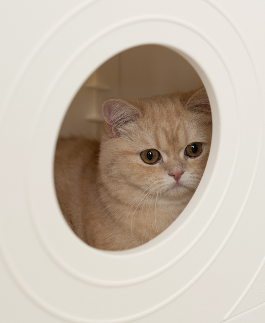 [NEW신상][무료배송] 큐빅스펫 고양이 먼치킨 낮은 타워 2X3+ 커버 세트 6color +스크래쳐1장 포함 20번째