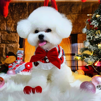 [NEW신상][무료배송] 리치독스 크리스마스 망토 레이스 케이프 그린 4번째