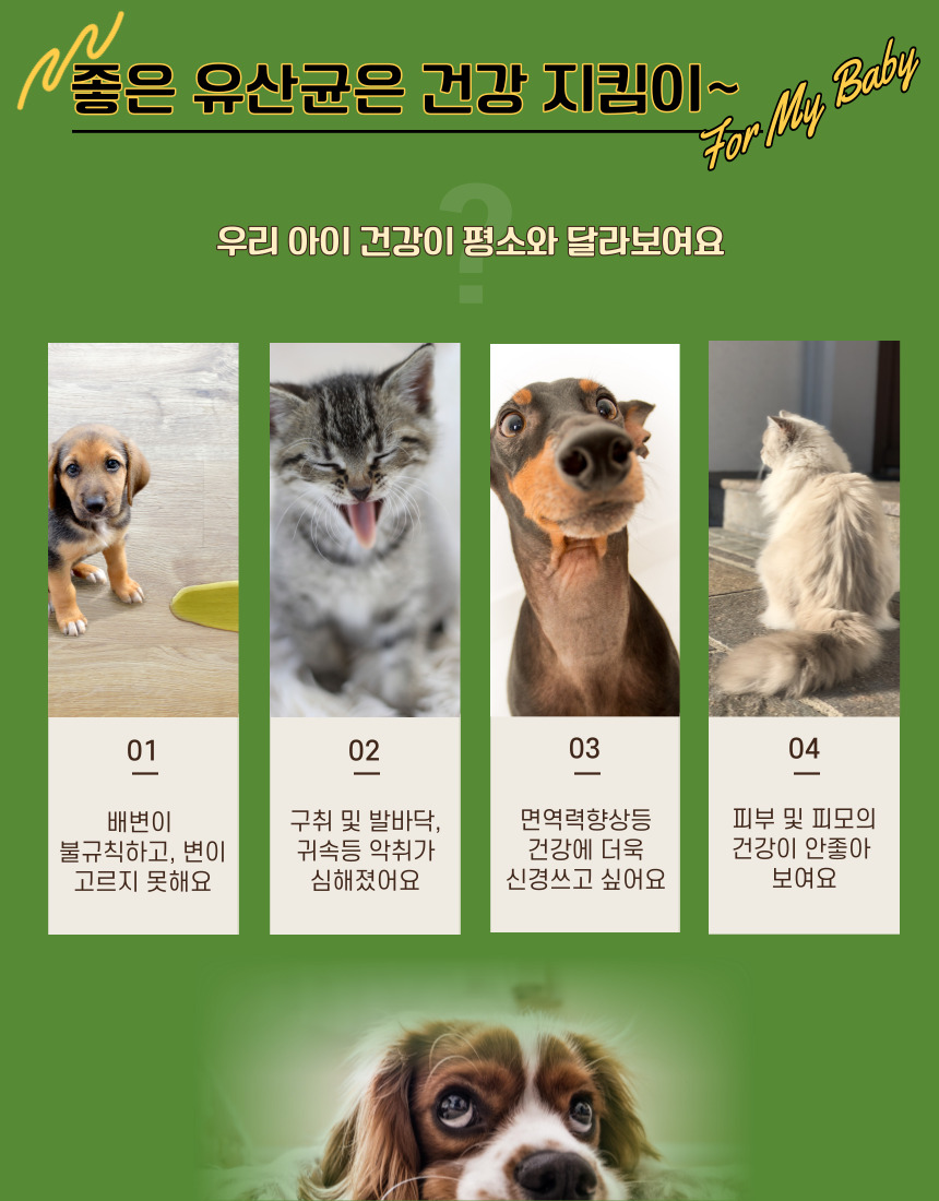 [무료배송] 가치두리 락토 생 유산균 분말 50g  5번째