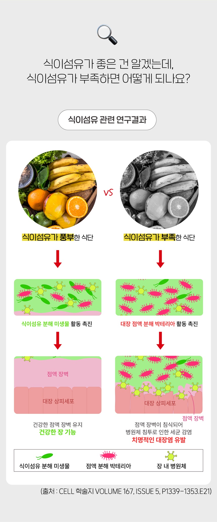 [무료배송] 슈퍼포우 독 덴탈 바나나츄 XS-L 12번째