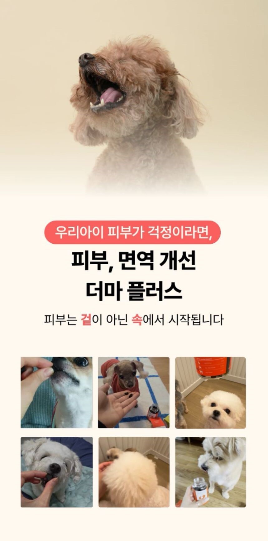 [체험단] [무료배송] 펫글로우 독 더마플러스 피부 면역 영양제 100g 5번째