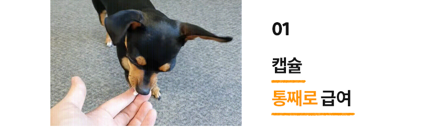 [무료배송] 본아페티 브레스캡스 강아지 기관지 영양제 애견 호흡기 영양제 노령견 기침 60정 23번째