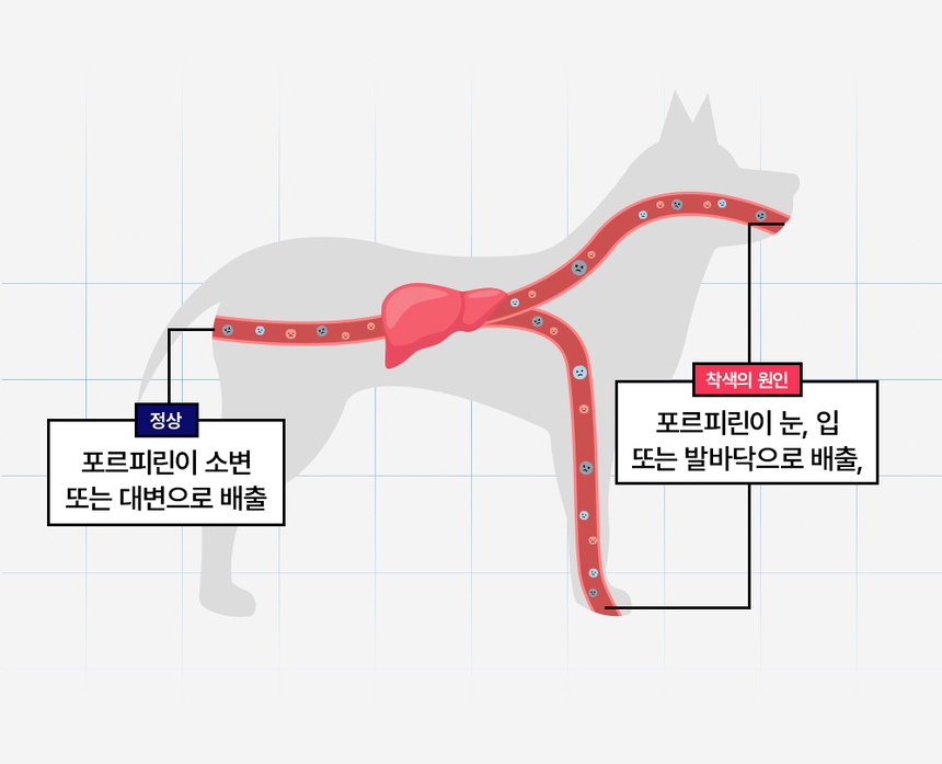 [무료배송] [1+1] 라이프펫 강아지 눈물영양제 아이즈 90g 11번째