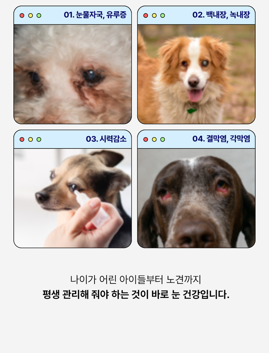 [무료배송] [1+1] 라이프펫 강아지 눈물영양제 아이즈 90g 7번째