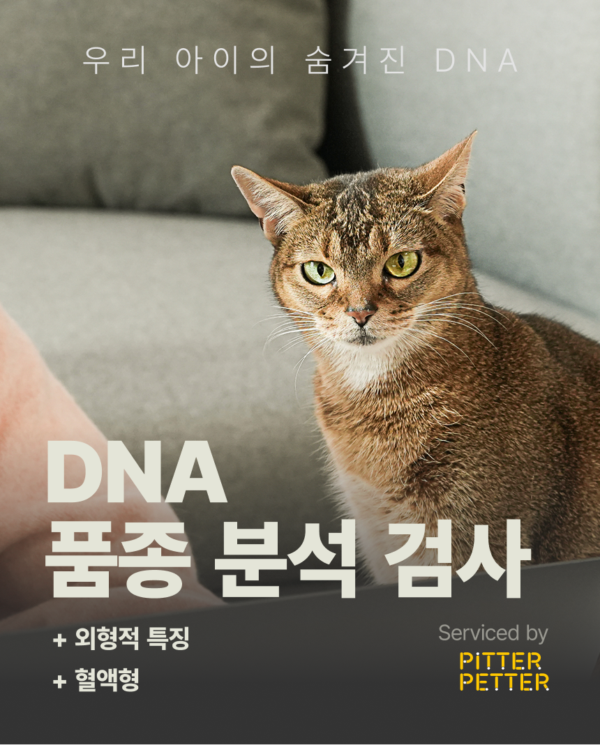 [NEW신상][무료배송] 피터페터 캣 DNA 검사 키트 1번째 상세 이미지