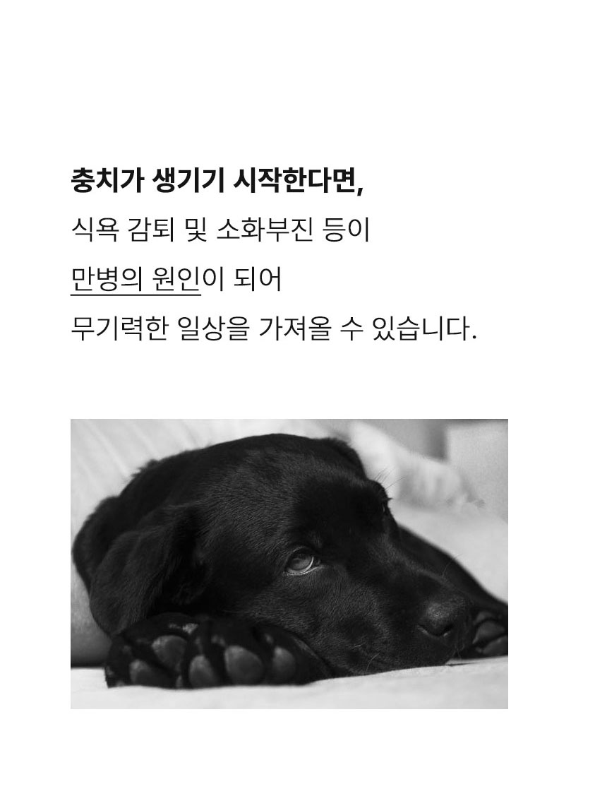 [무료배송] Dogh2o 강아지 고양이 구강케어 자동급수기 정수기 1.2리터 6번째