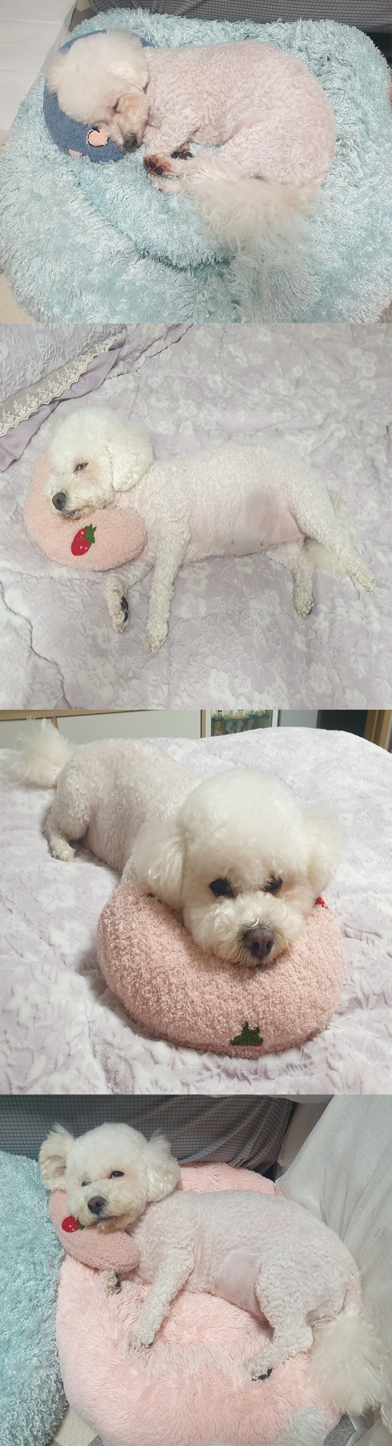 [NEW신상][무료배송] 예보들 꿀잠 목베개 3번째