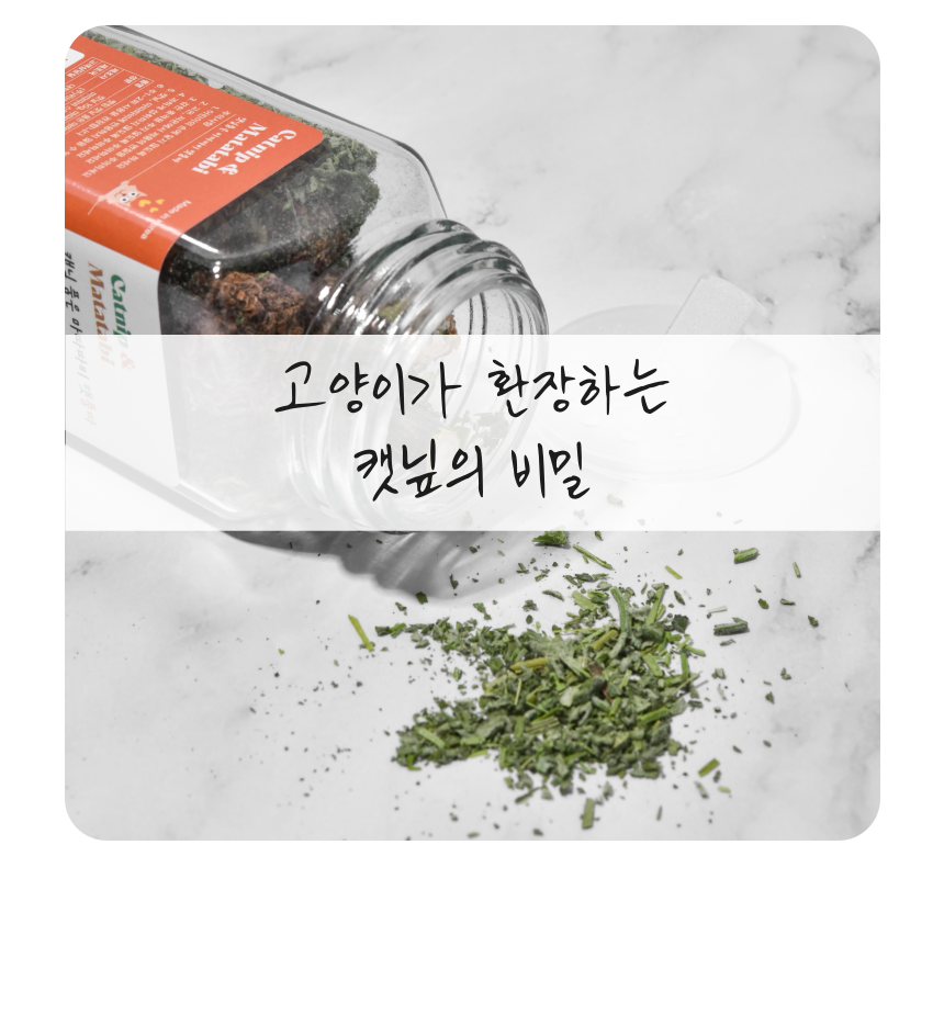 펫팀 캣닢 품은 마따따비 캣품따/캣닢가득 11번째