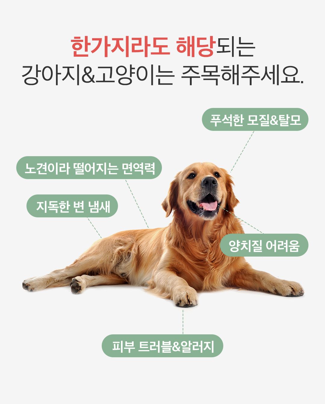 임비타 독 면역강화제 관절 플러스 150g 3번째