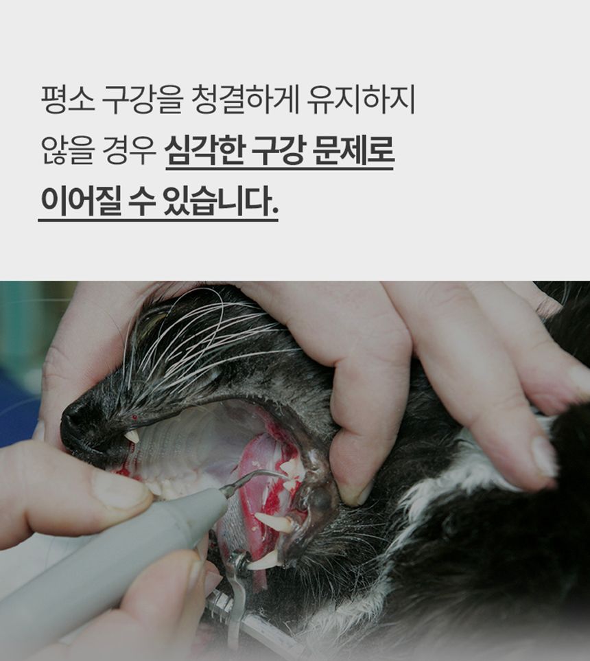 프로젝트21 비오덴트 오랄겔 40g 10번째