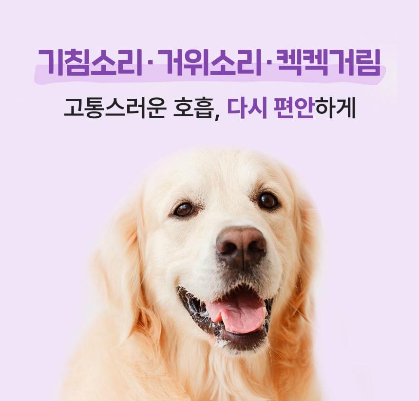 [무료배송] 코코다움 독 기관지 협착증 영양제 다시 편안 츄르 12g*30p 6번째