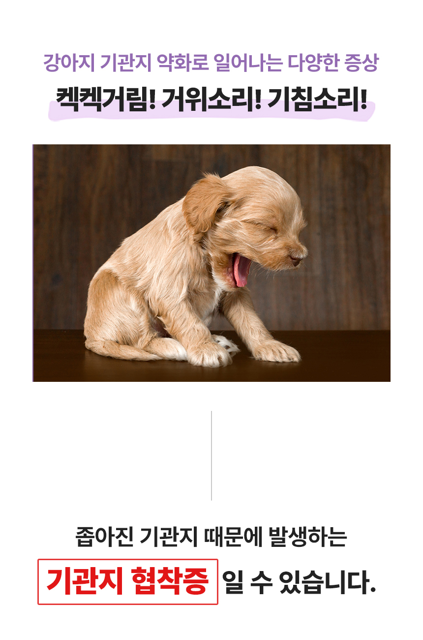 [무료배송] 코코다움 독 기관지 협착증 영양제 다시 편안 츄르 12g*30p 9번째