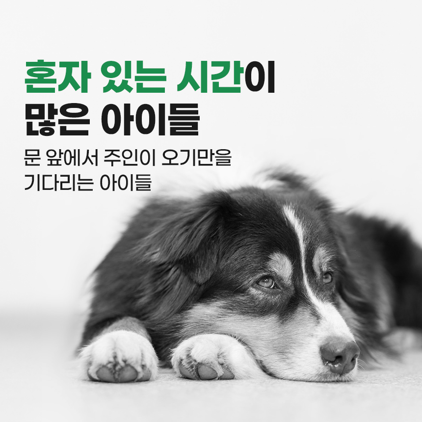 펫팀 새싹 노즈워크 매트 9번째