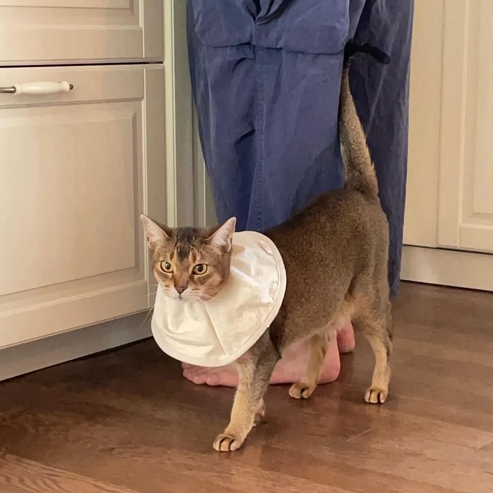집에가야돼 고양이 케이프 넥카라