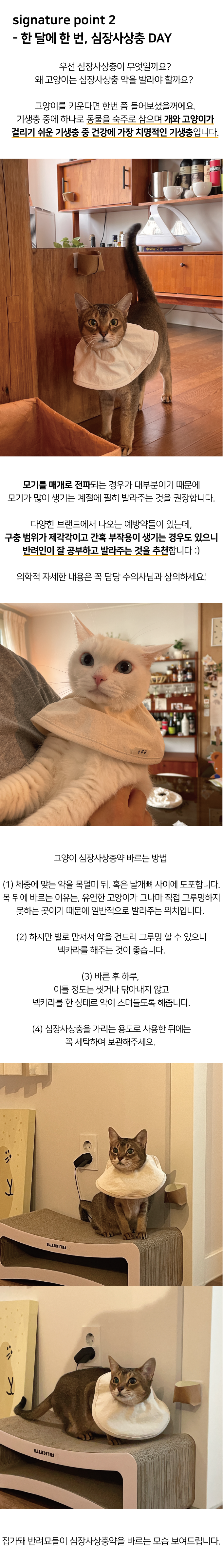 집에가야돼 고양이 케이프 넥카라 6번째