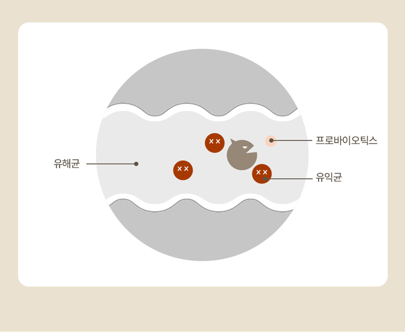 [무료배송] 피피픽 독 댕댕바 프로틴 미니 연어 14p 7번째