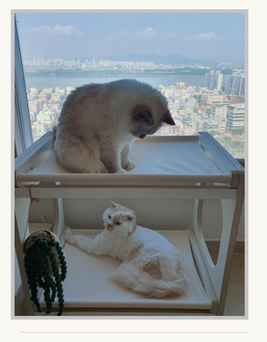 [NEW신상][무료배송] 위드미어캣 광폭해먹 XL 26번째