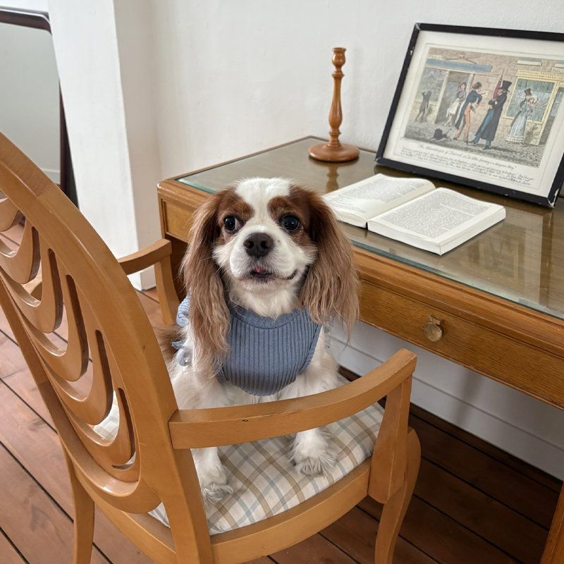 [NEW신상][무료배송] 해피댕댕 하트단추케이프조끼 4종 (아이보리,핑크,블루,브라운) S-XL 13번째