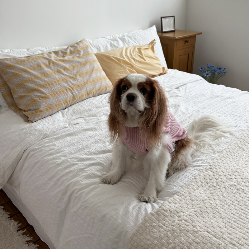 [NEW신상][무료배송] 해피댕댕 하트단추케이프조끼 4종 (아이보리,핑크,블루,브라운) S-XL 9번째