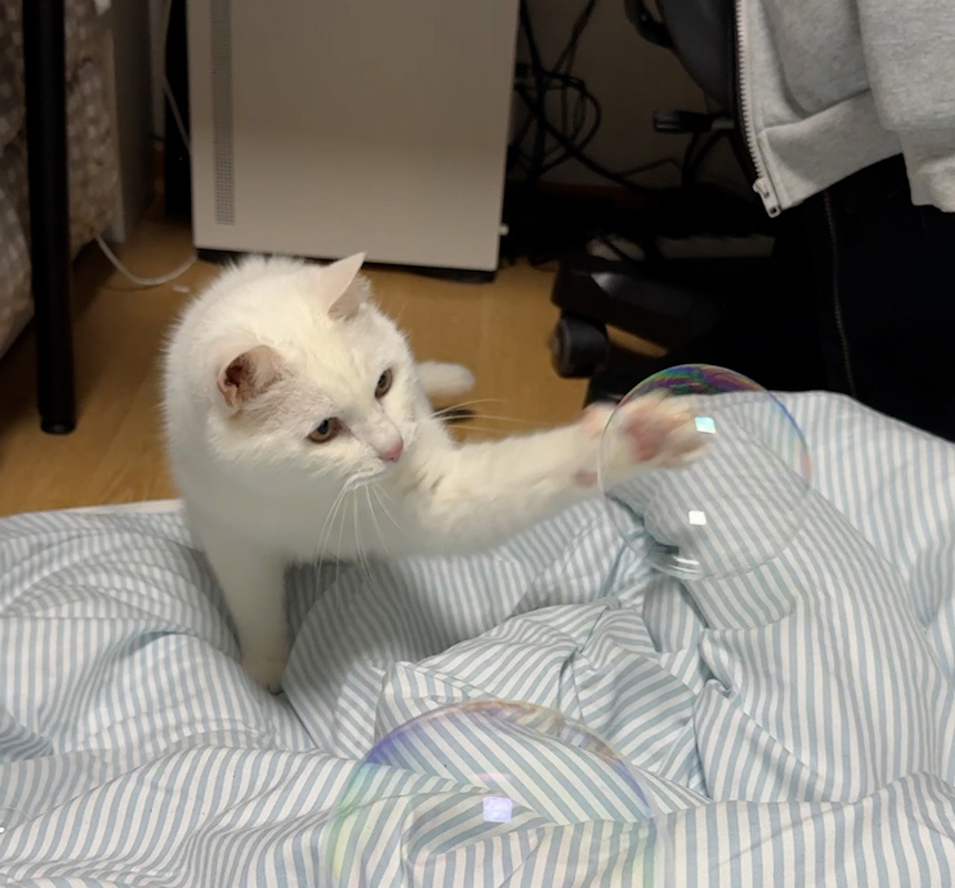 [NEW신상][무료배송] 펫토리아 무독성 고양이 장난감 캣닢 비눗방울 120ml 10번째