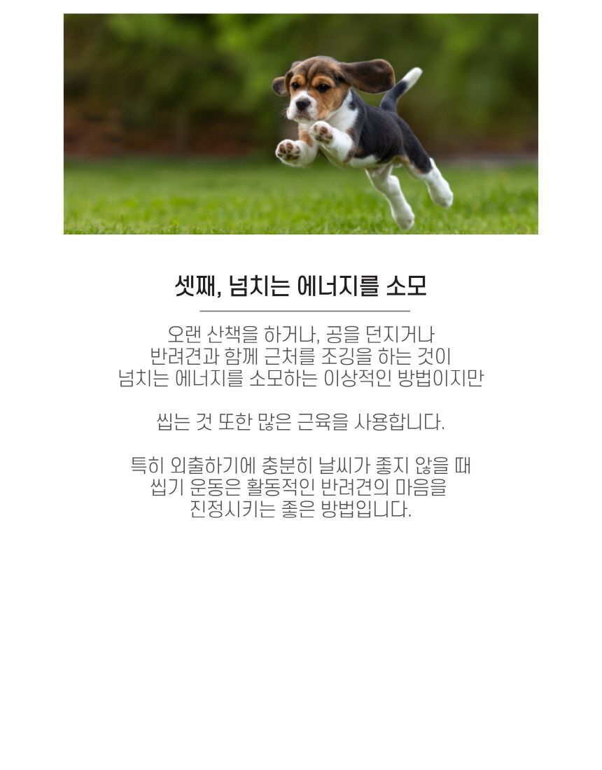 엘리야 치킨링 치실 덴탈껌 12번째