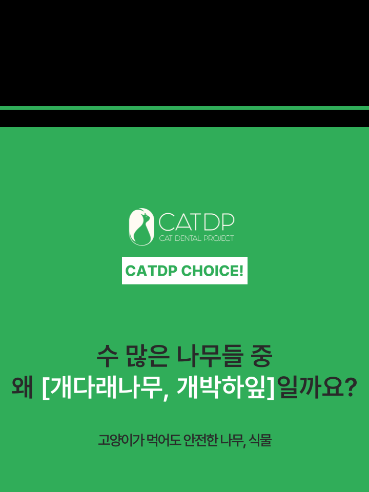 [NEW신상][무료배송] 캣디피 캣닢 마따따비 냥캔디 7번째