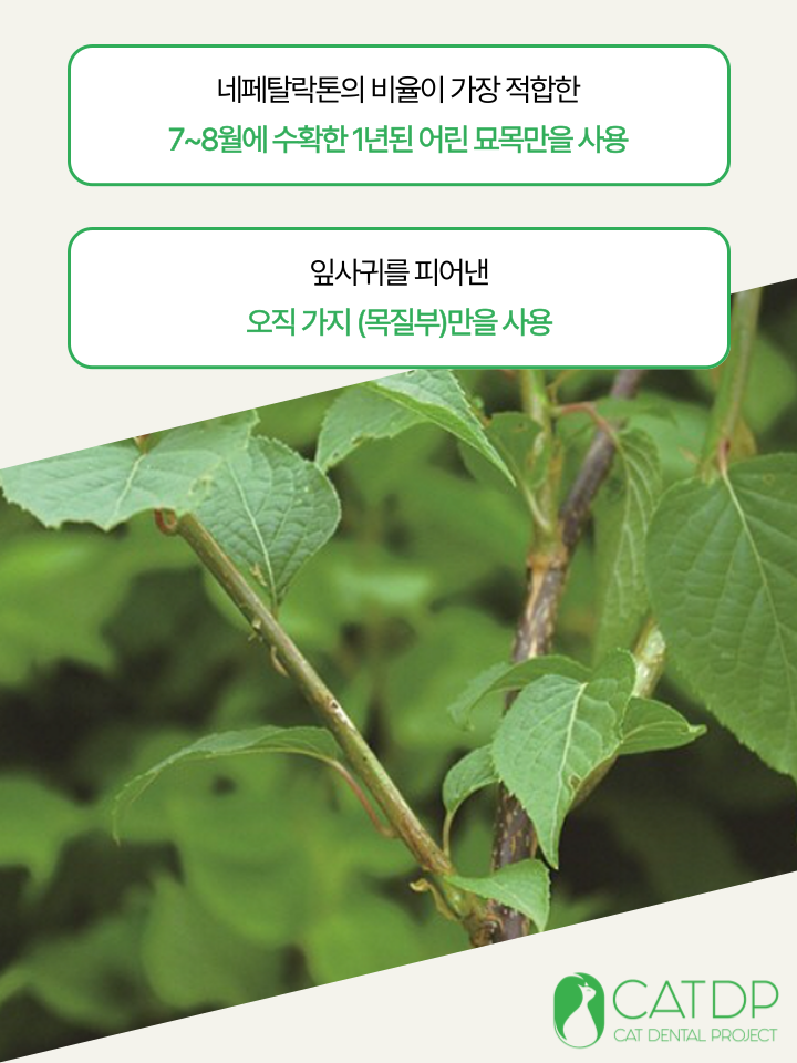 [NEW신상][무료배송] 캣디피 캣닢 마따따비 냥캔디 20번째