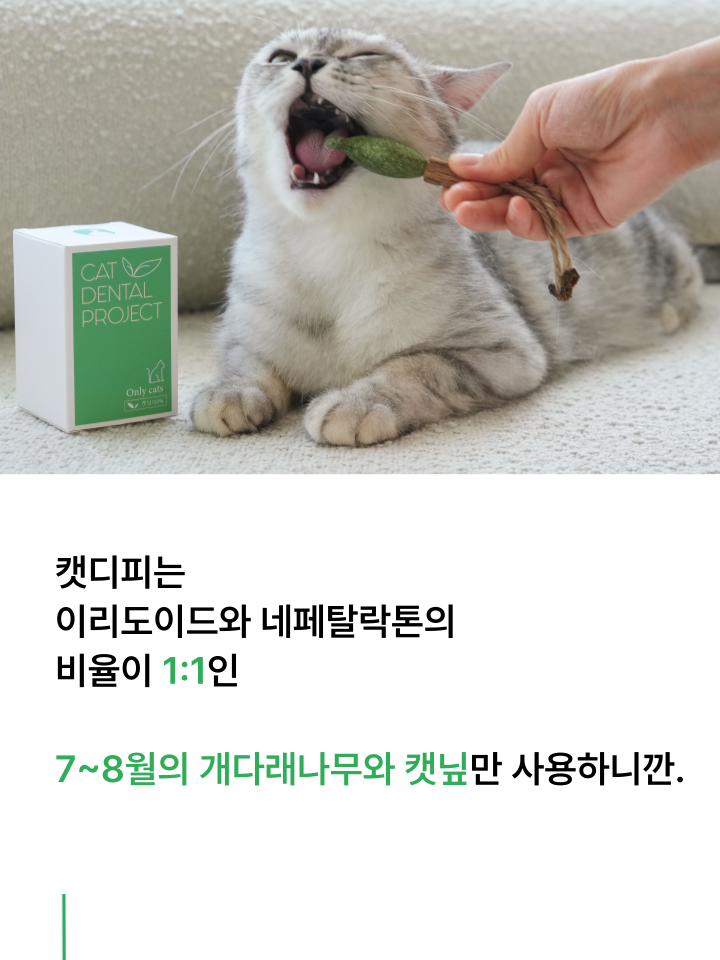 [NEW신상][무료배송] 캣디피 캣닢 마따따비 냥캔디 27번째