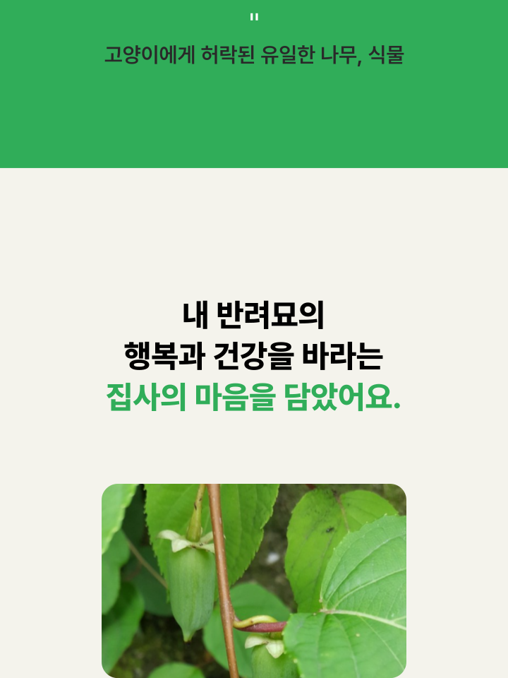 [NEW신상][무료배송] 캣디피 캣닢 마따따비 냥캔디 9번째