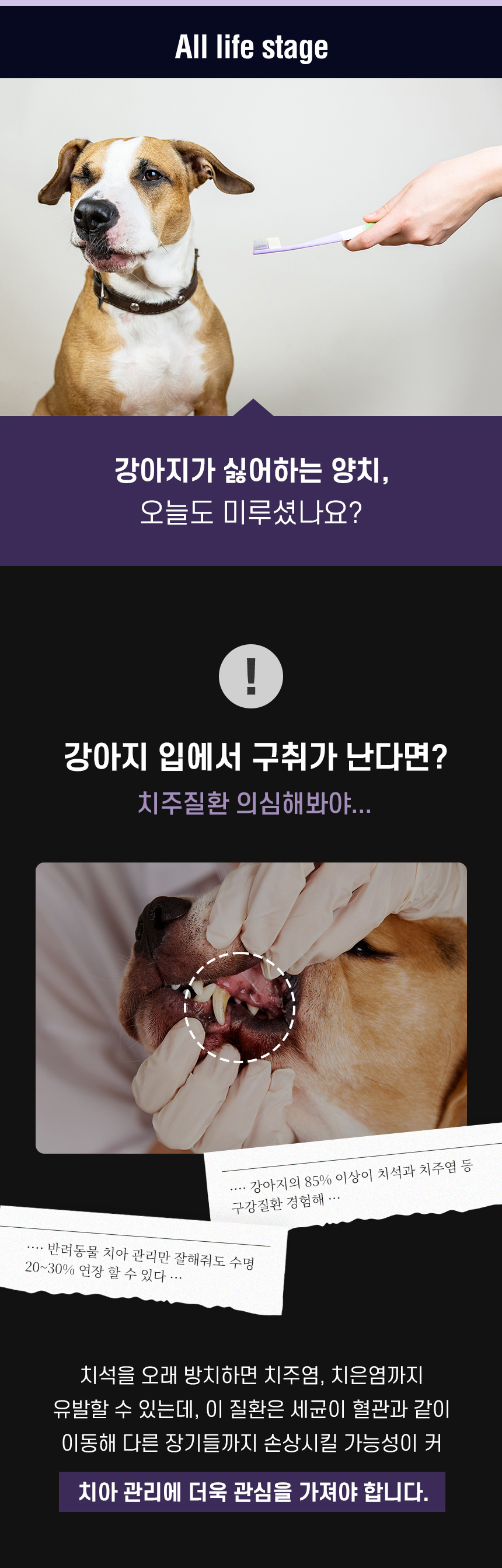 [NEW신상][무료배송] 데이스포 독 와이즈 3.6.5 덴탈케어 브러쉬 눈건강 240g 20개입 6번째