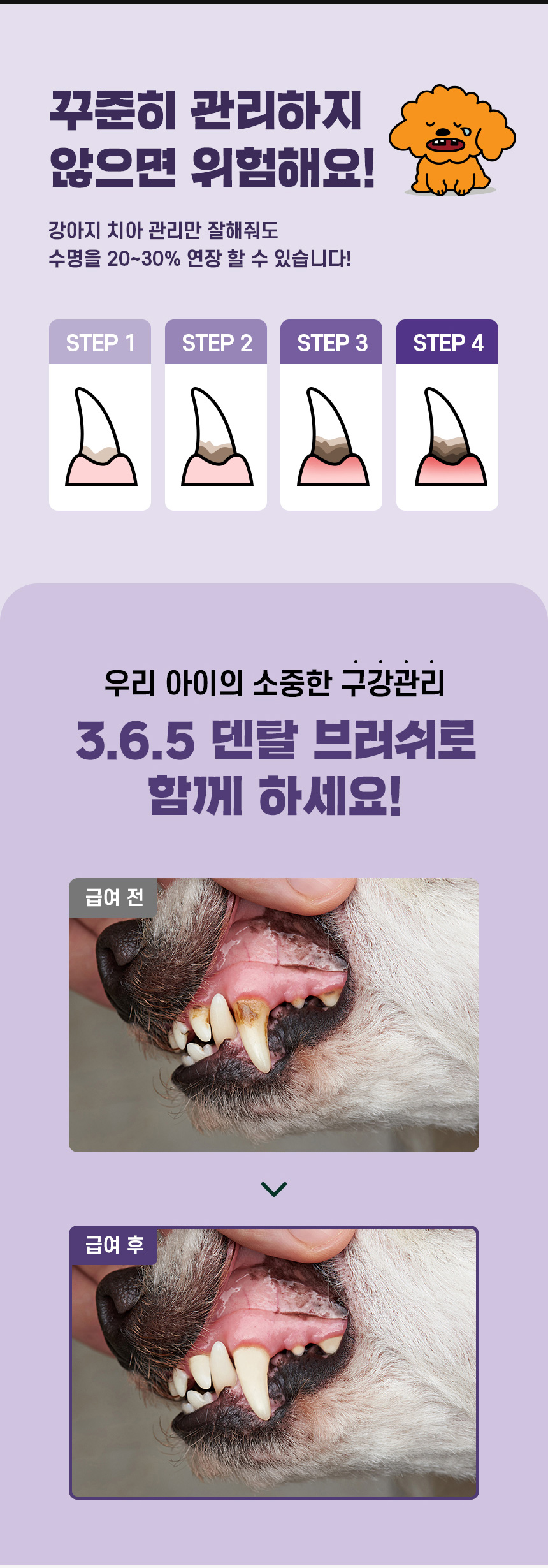 [NEW신상][무료배송] 데이스포 독 와이즈 3.6.5 덴탈케어 브러쉬 눈건강 240g 20개입 7번째