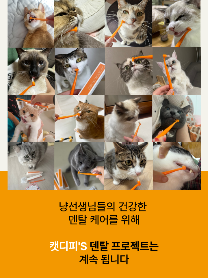 [NEW신상][무료배송] 캣디피 프레시워터 uv정수기 고양이 전용 자동급수기 정수기 60번째