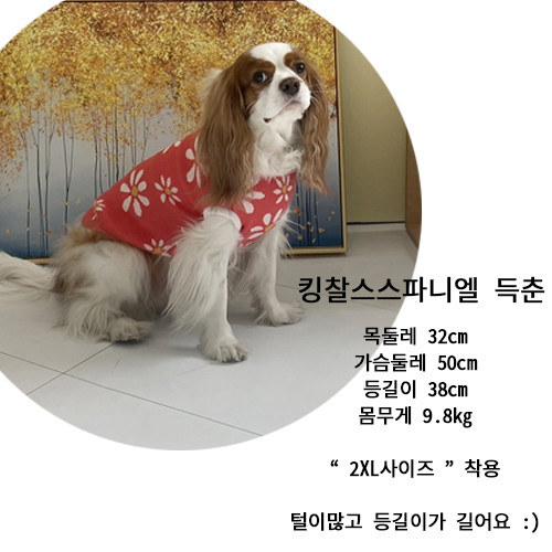 [무료배송] 해피댕댕 풋볼베어커플맨투맨 S - 2XL 22번째