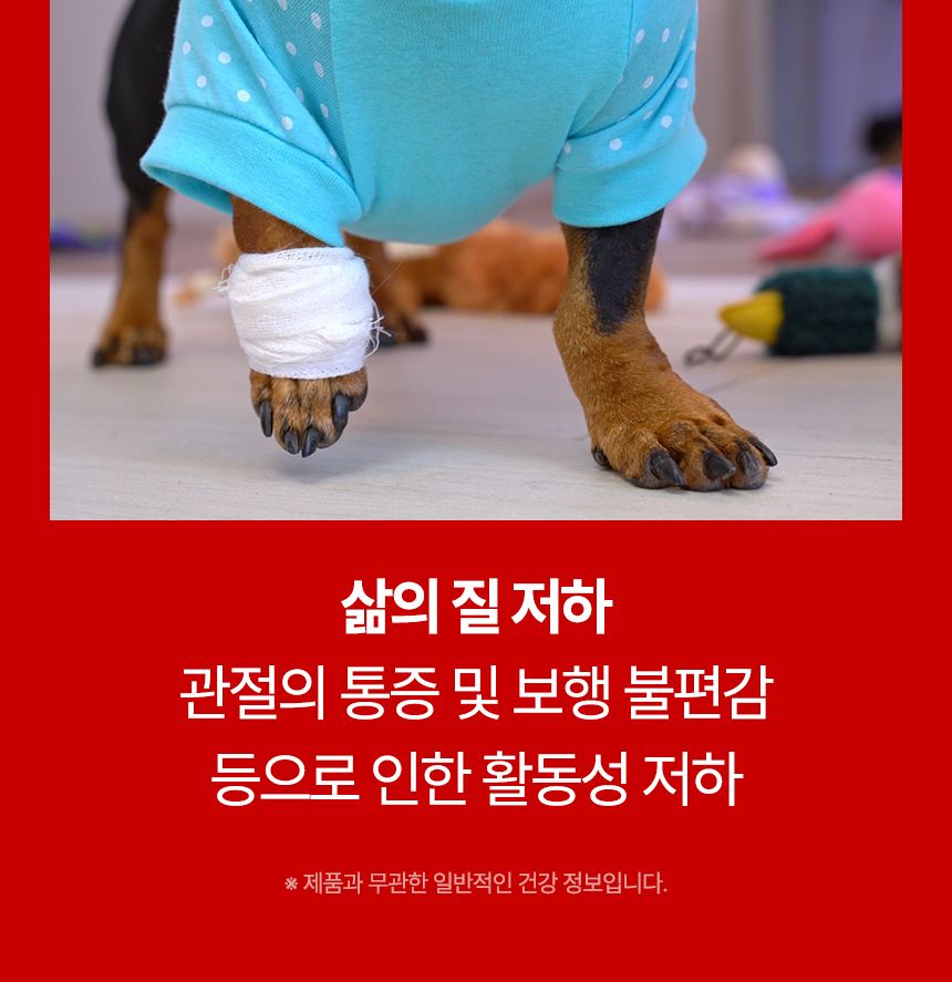 [브랜드전]펫생각 임상완료 조인트 프로 관절 칼슘 슬개골 연골 영양제 60정 6번째