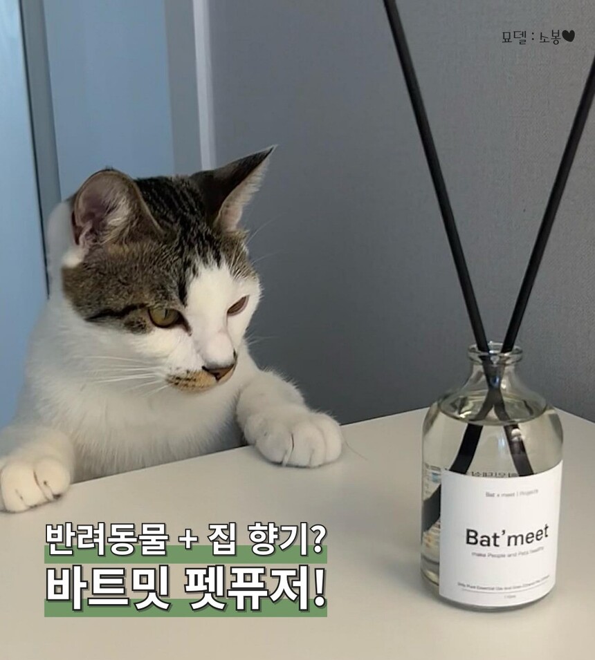 [무료배송] 바트밋 고양이 강아지 디퓨저 110ml 1번째