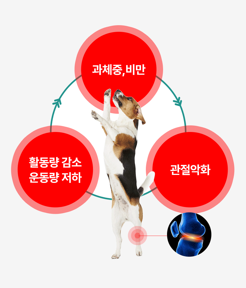 [무료배송] 닥터푸치 독 관절츄 올인원 조인트&웨이트케어 150g(5g*30정) 9번째